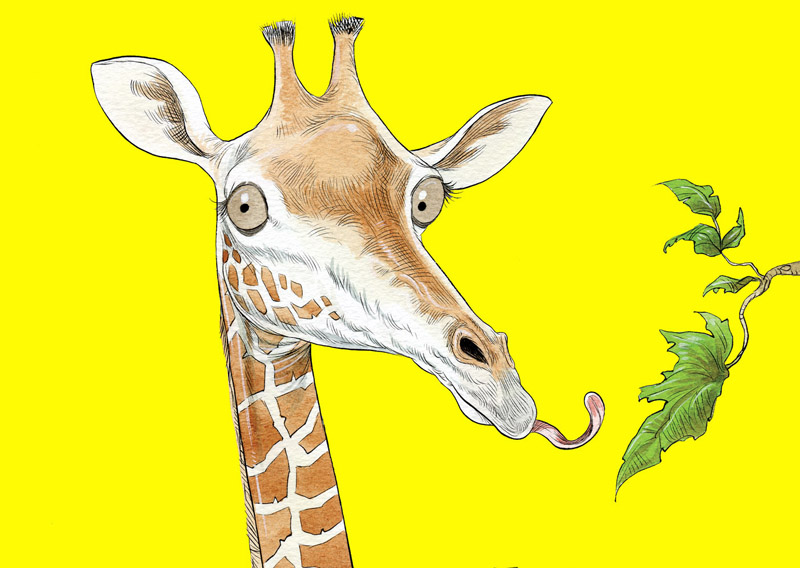 How the Giraffe Got its Neck