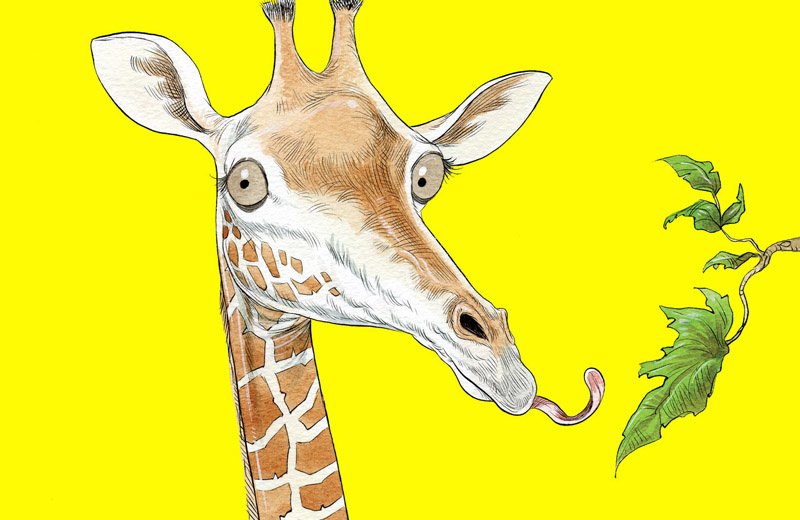How The Giraffe-Tall_Stories20