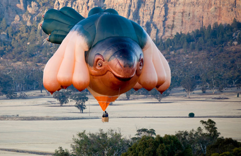 Skywhale_event