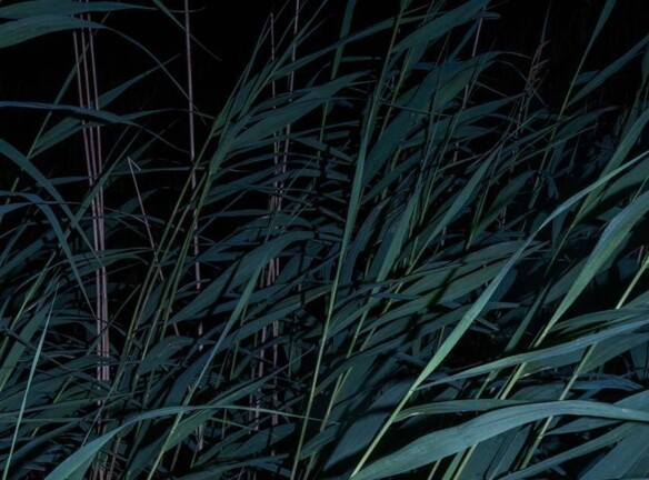 Whistling in the Dark