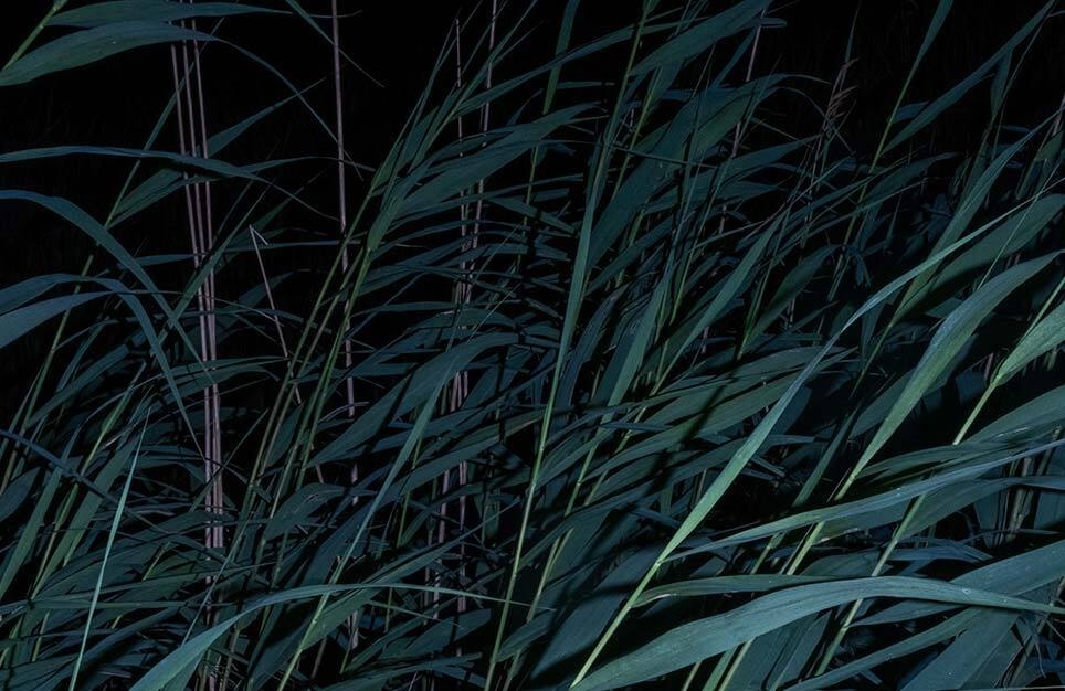 Ruby Wallis Whistling in the Dark