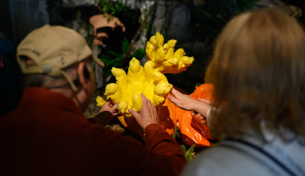 Woman touches flower in Festival Gallery guided touch tour