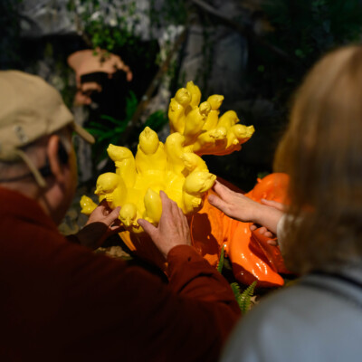 Woman touches flower in Festival Gallery guided touch tour