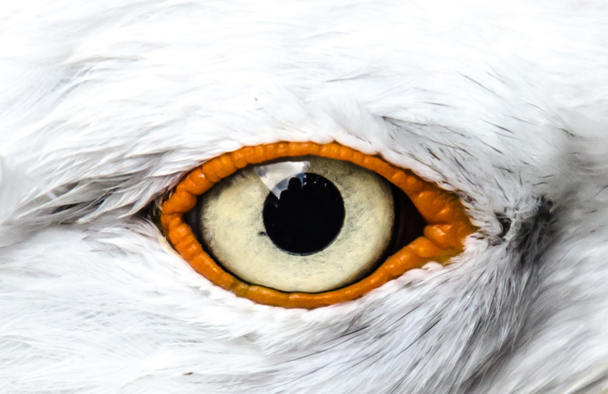 <p>The Seagull by Druid watch online as part of Galway International Arts Festival 2021. </p>